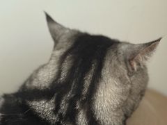 -艾贝尔宠物医院·24H转诊中心·肿瘤猫专科(江宁双龙店)