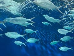 -上海海洋水族馆