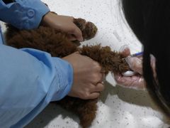 -瑞鹏瑞爱宠物医院·全科·猫科·血液透析中心(龙头寺店)