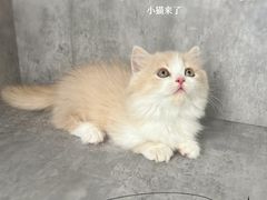 -小猫来了·猫舍(红山六九七九店)
