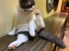 -more than meow吴止猫主题餐厅(承德 中船汇店)