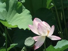 -陈家山荷花公园