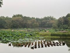 -西溪国家湿地公园