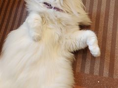 -MOCHA明星猫咖(田子坊店)