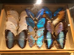 -墨尔本博物馆(Melbourne Museum)