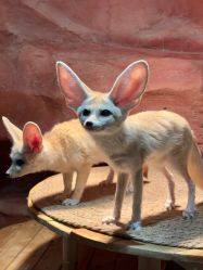 -Zoolung Zoolung动物主题公园(海信广场店)