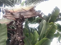 -三亚珠江南田温泉度假区