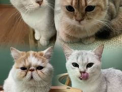 -柯斗斗主题餐厅·狗咖·围炉煮茶·茶饮(国瑞升平里店)