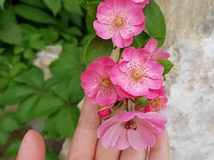 -仙蘑洞