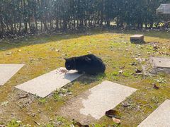 -东平国家森林公园
