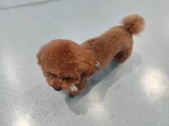 -瑞鹏宠物医院·爱宠堂·骨外专科(西荷分院)