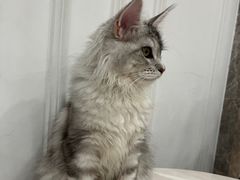 -袖虎·猫馆(体育西路店)
