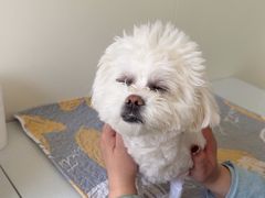 -美联众合动物医院·24h转诊中心