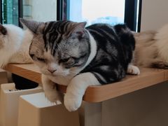 -有喵·猫咖·狗咖·30几只猫10只小狗(岗厦店)