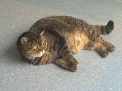 -伟伟宠物医院·瑞派猫友好医院·猫科(光谷店)