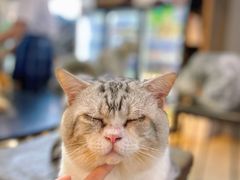 -more than meow吴止猫主题餐厅(承德 中船汇店)