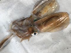 -尼甘布海鲜市场