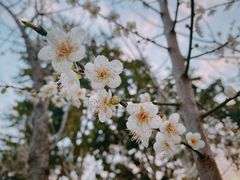 -荔枝公园(福田区)