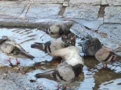 -槟城观音庙(Goddess of Mercy)