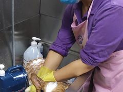 -北京观赏动物医院·24小时大型综合·猫专科·异宠专科