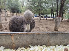 -青藏高原野生动物园