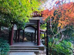 -深圳仙湖植物园