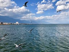 -洱海月湿地公园