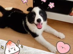 -翊宠yipet猫狗购宠庄园犬舍•猫舍