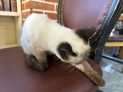 -猫小院猫主题餐厅(南锣旗舰店)