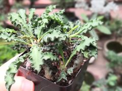 -龙大花卉苗木市场