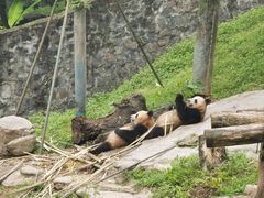 -都江堰中华大熊猫苑