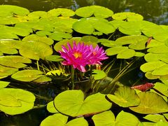 -国家植物园南园