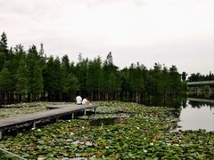 -白鹭湾湿地公园