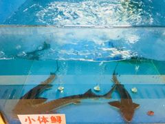 -楚鱼王·河鲜·湖北菜(华农店)