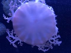 -临沂极地海洋王国