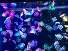 -海合安成都极地海洋公园