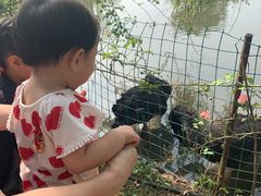 -鹅湖玫瑰文化园