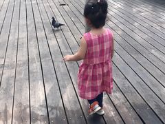 -合肥滨湖国家森林公园