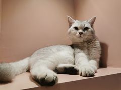 -猫儿山۰猫主题餐厅