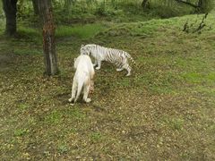 -上海野生动物园老虎餐厅