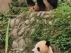 -中国大熊猫保护研究中心雅安碧峰峡基地