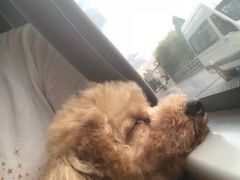 -守诺宠物医院·眼科· 特色牙科·异宠专科(虹口店)