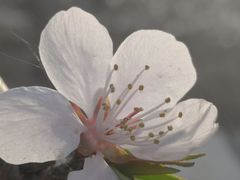 -桃花堤公园