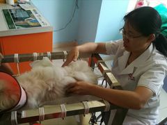 -瑞派福兴宠物医院犬猫全科·骨科·中西医结合(河东店)