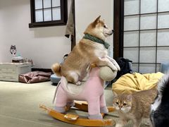 -逗柴咖啡屋·狗咖猫咖宠物桌游