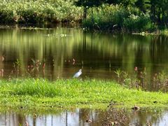 -白鹭湾湿地公园