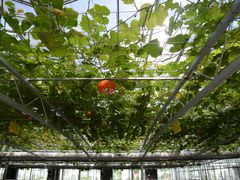 -兰陵国家农业公园