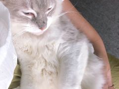 -喵店&猫咖
