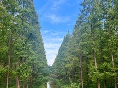 -黄海国家森林公园