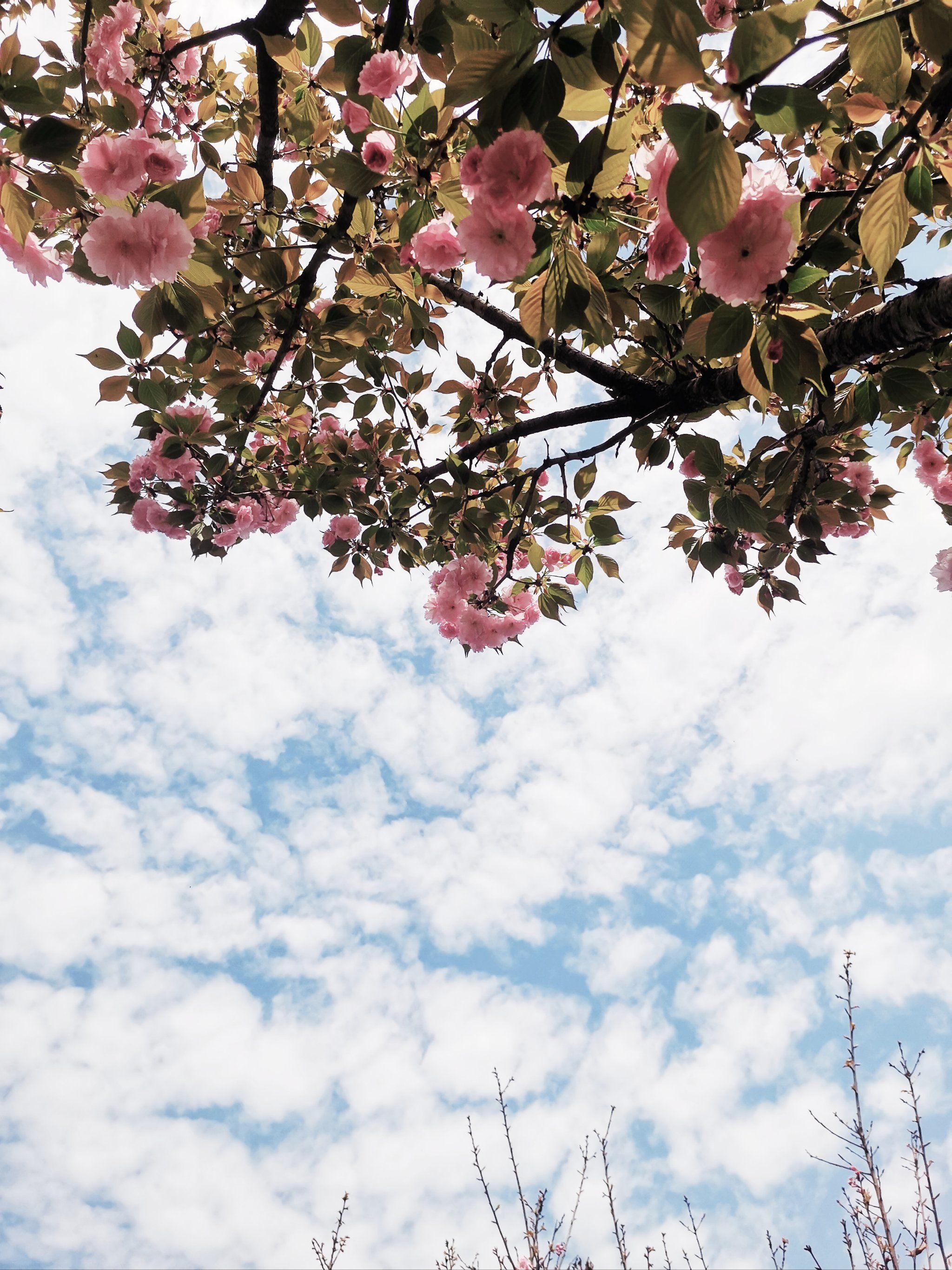 夏暖开花的城市撩人心